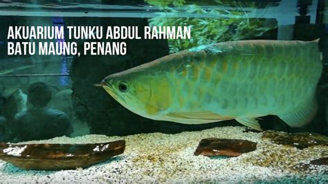 Located in batu maung at the far end of the penang island. Akuarium Tunku Abdul Rahman, Batu Maung, Penang - YouTube
