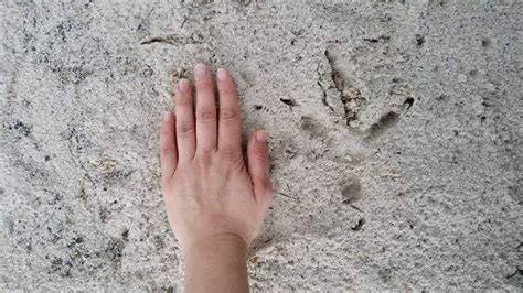 Bald Eagle Footprint Is The Same Size As My Hand Mildlyinteresting