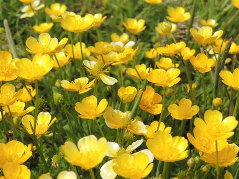 Pembrokeshire Lass Beautiful Wild Flowers