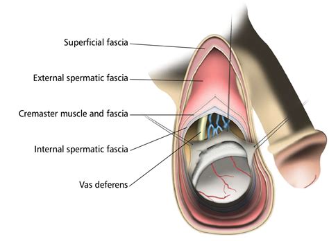 Testis Showing Investing Fascial Layers Labeled Eccles Health