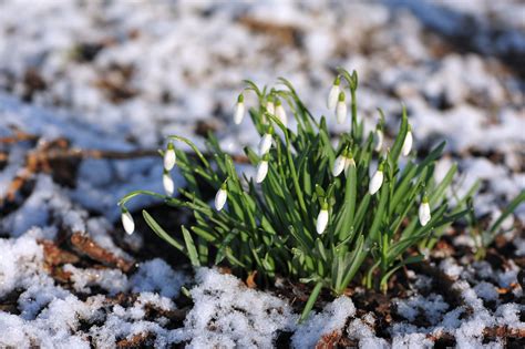 Tapeta Na Monitor Jarní Sněženky Krásně Příroda Květiny Jaro