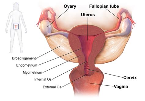Continuous with cavity of body at internal os (lower vaginal opening = external os). The Female Reproductive System | Boundless Anatomy and ...
