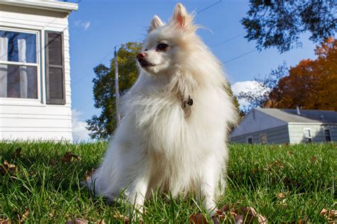 Pomeranian Information Dog Breeds At Thepetowners