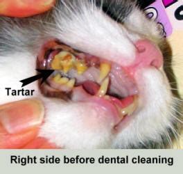 Your cat may have lost a tooth (or more than one tooth) for any of the following reasons what your cat is eating can result in his losing his teeth. Dental Problems in Cats | Manhattan Cat Specialists | Articles