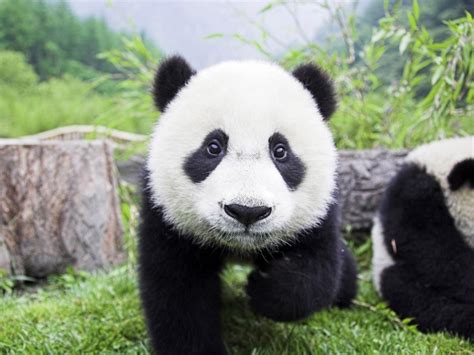 Ailuropoda Melanoleuca Il Panda Gigante O Panda Maggiore