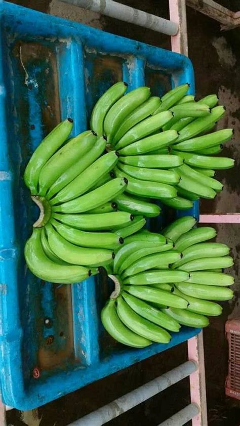 Vietnam Organic Fresh Green Cavendish Banana Buy Fresh Cavendish