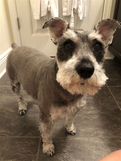 The legs are shaved, leaving bracelets on the hindlegs and puffs on the forelegs. Fresh shave! in 2020 | Animals, Dogs, Miniature schnauzer
