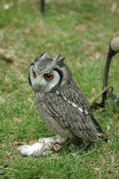 8 Reasons Owls Make Great Pets Pethelpful