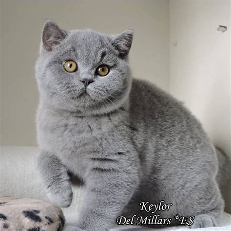 See more ideas about british shorthair cats, cats, british shorthair. British Shorthair Mix Persian Cat - Idalias Salon
