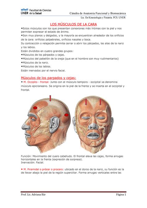 Documento Los Músculos De La Cara Y Sus Funciones Anatomía Clínica