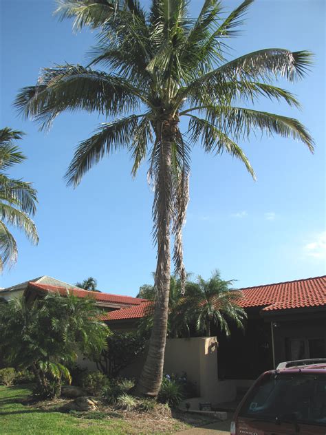 Coconut Palm Cocos Nucifera