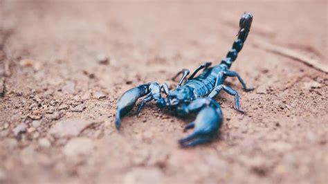 Scorpion Stinging Someone