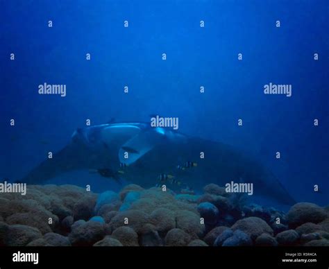 A Giant Oceanic Manta Ray Manta Birostris In The Indian Ocean Stock