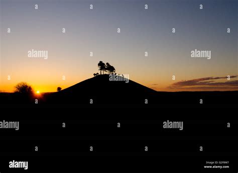 Colmers Hill Near Symondsbury Dorset Uk Pine Trees At Sunrise