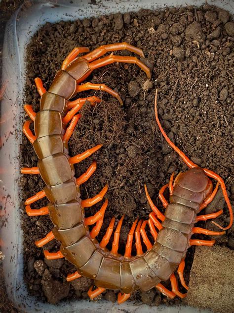 Scolopendra Dehaani Giant Vietnam Centipede Bugnut Limited