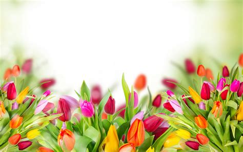 Tulip Flowers Wallpapers ·① Wallpapertag