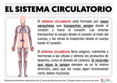 ¿qué Es El Sistema Circulatorio