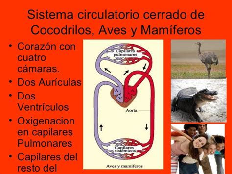 Los Sistemas Circulatorios En Los Animales