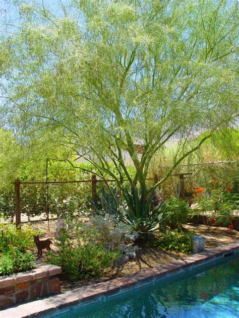 A Guide To Xeriscape Fundamentals Landscaping Network