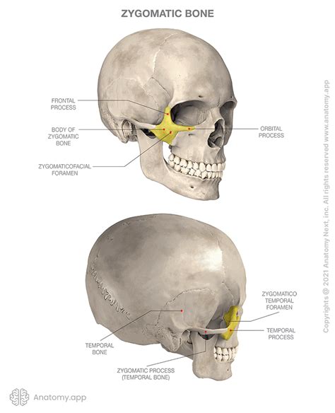 Zygomatic Bone Encyclopedia Anatomyapp Learn Anatomy 3d Models Articles And Quizzes