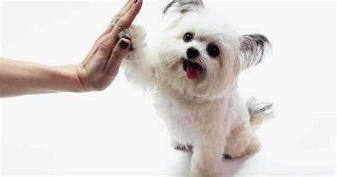 Pet flipping is becoming an increasing problem, but many pet owners don't know what this practice is or why it's so disastrous for them and for their pets. Think You Know Everything About Viral Pet Videos? Think ...