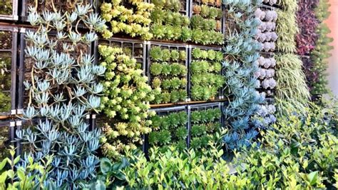 How To Make Hanging Succulent Gardens Succulents Help
