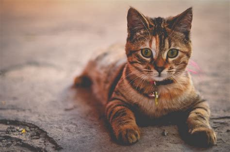 10 Reasons Why Cats Are The Best Pets Pethelpful
