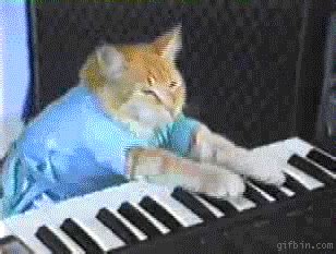 The cat works at the computer. Keyboard Cats GIFs - Find & Share on GIPHY