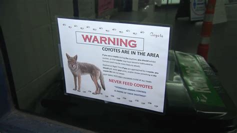 Authorities Search For Aggressive Coyote After Multiple Attacks