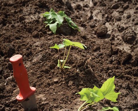 More narrow spacing can help to create a canopy in summer, keeping weeds at bay while also shading the soil keeping it cooler. Growing Sweet Potatoes from Slips - Organic Gardening ...