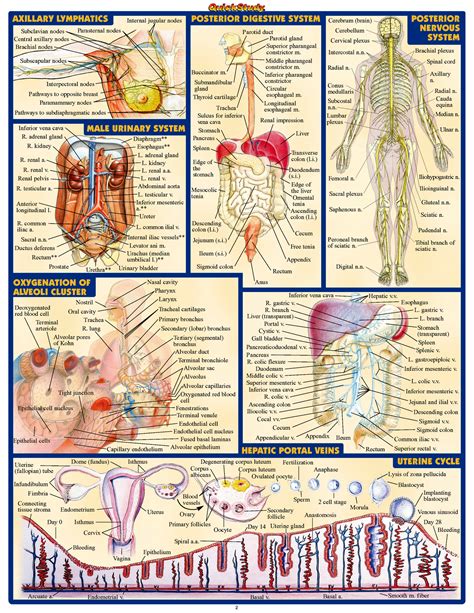 Human Anatomy Poster Ebay Human Anatomy Medical Knowledge Anatomy