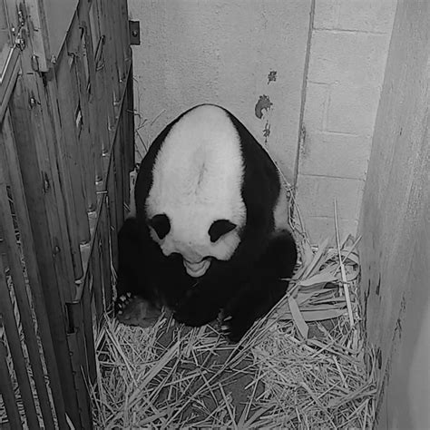 China Plus America Giant Panda Mei Xiang Gives Birth To Cub At Us Zoo