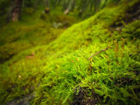 Light Green Moss Carpet Stock Image Image Of Mosses 125580419