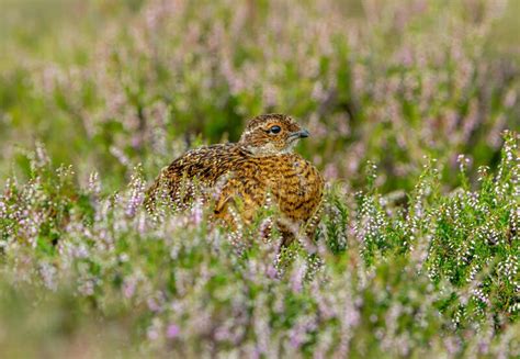 Red Grouse Male Chick Sat In Natural Grouse Moor Habitat In Summer With
