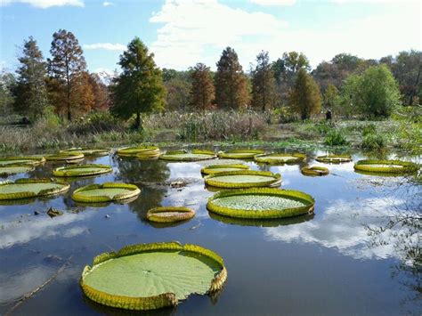 6,712 likes · 280 talking about this · 21,398 were here. Kenilworth Park and Aquatic Gardens | Aquatic garden, Park ...