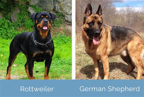 Rottweiler Vs German Shepherd Which Dog To Choose Hepper