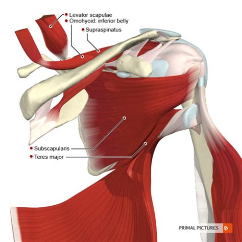 Anatomy Of A Shoulder
