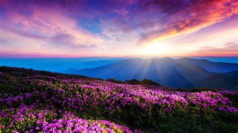 4577138 Landscape Pink Flowers Flowers Sunlight Ukraine
