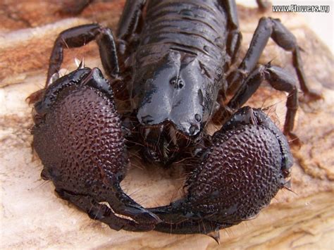 Black Scorpion Bugs Pinterest Black And Scorpion