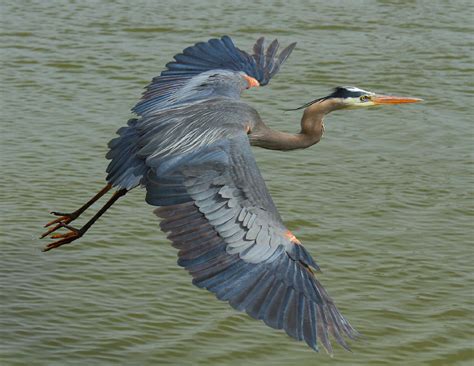 Blue Heron Wallpapers Backgrounds