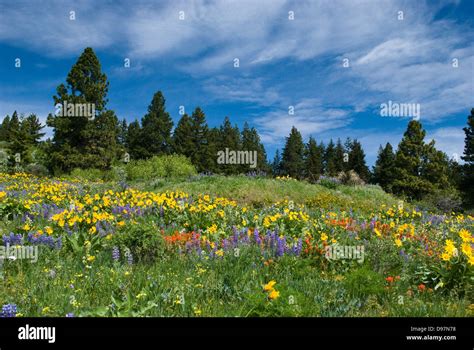 Wildflowers On A Hillside Stock Photo Alamy