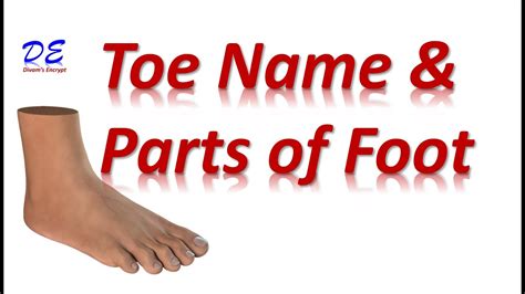 Toe Names Parts Of The Foot Toe Names In English Youtube