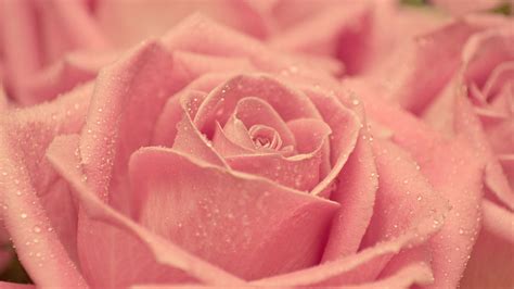 1920x1080 Rose Wallpaper 123 De Flores Rosa Todo Fondos