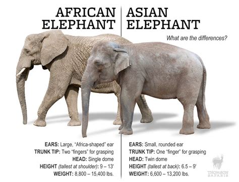 you won t forget the difference between african and asian elephants thomson safaris