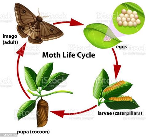 Moth Life Cycle Diagram Stock Illustration Download Image Now