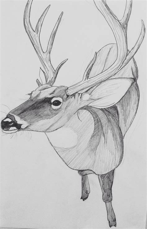 Whitetail Deer Pencil Drawing Deer Art Drawings Arts And Crafts