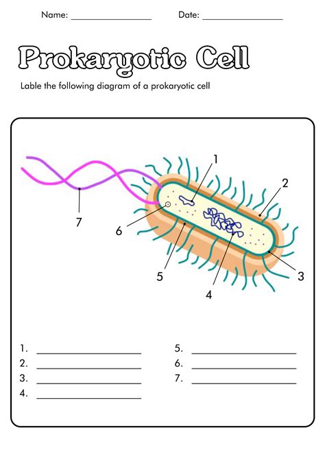 Prokaryotic Cell Worksheet