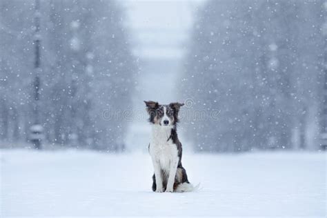 Dog In The Snow In Winter Portrait Of A Border Collie In Nature Stock