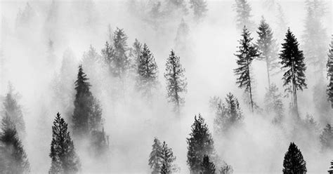 Photography Black And White Landscape Trees Washington