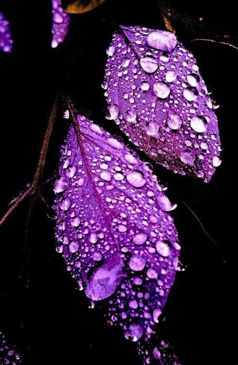 Pin Van Lola K Deaton Op Plum Pretty Purples De Kleur Paars Paarse